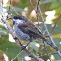 Chestnut-backed Chickadee